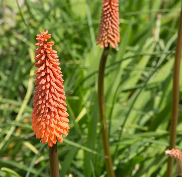 Fackellilie 'Red Hot Popsicle'(s)