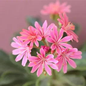 Lewisia hybrid SAFIRA Tropic Pink