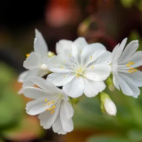 Lewisia hybrid SAFIRA White