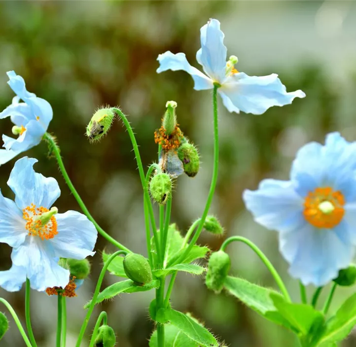Blaublühender Scheinmohn
