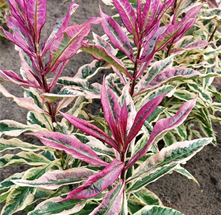 Hohe Garten-Flammenblume 'Olympus'