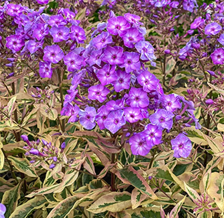 Hohe Garten-Flammenblume 'Olympus'