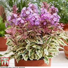 Phlox paniculata Olympus