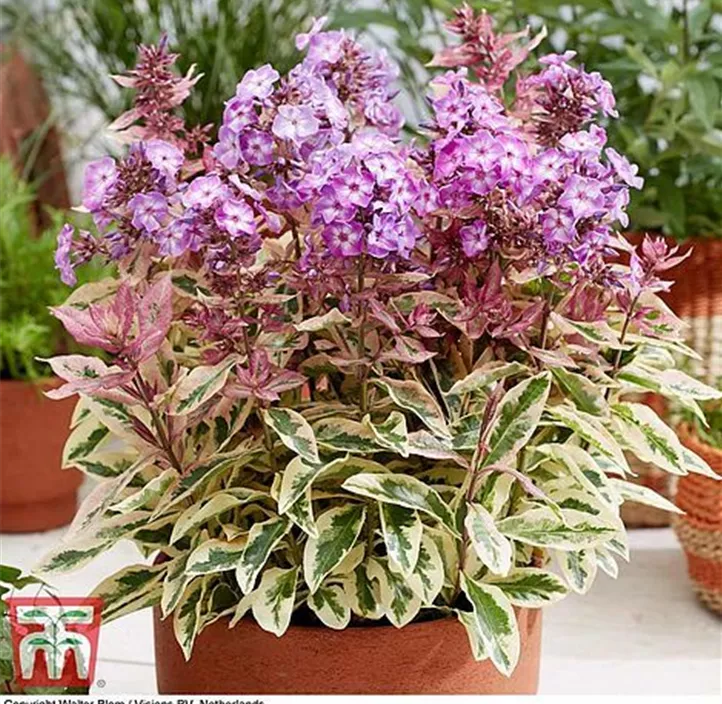 Hohe Garten-Flammenblume 'Olympus'