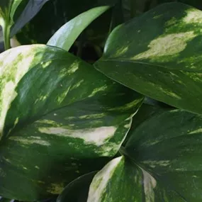 Scindapsus Aureum Ampel