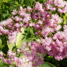 Thalictrum aquilegiifolium 'Nimbus Pink'