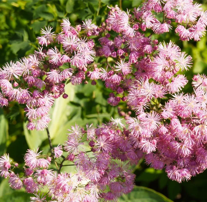 Akeleiblättrige Wiesenraute 'Nimbus Pink'®