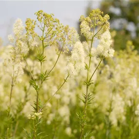 Thalictrum aquilegiifolium 'Nimbus White'