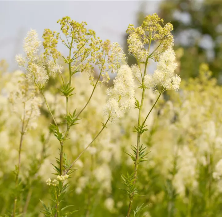Akeleiblättrige Wiesenraute 'Nimbus White'®