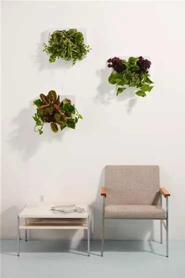 3 Grünpflanzenbilder in einem Warteraum