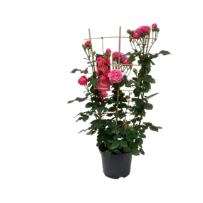 Rosa Parfuma Spalier