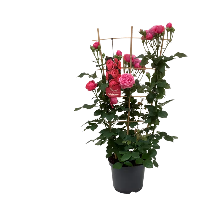 Beetrose 'Lovely Parfuma'