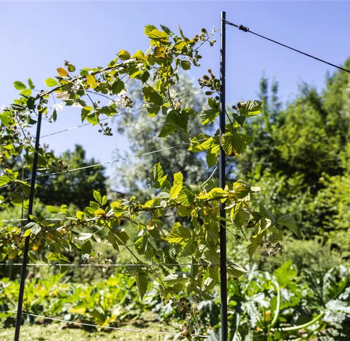 Edelstahlseil Rankhilfe