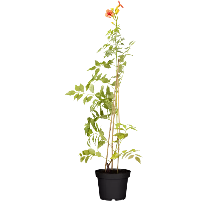 Große Kletter-Trompetenblume 'Mme Galen'