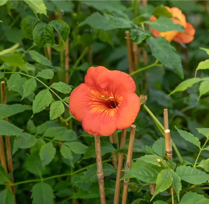 Große Kletter-Trompetenblume 'Mme Galen'