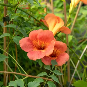 Campsis Madame Galen