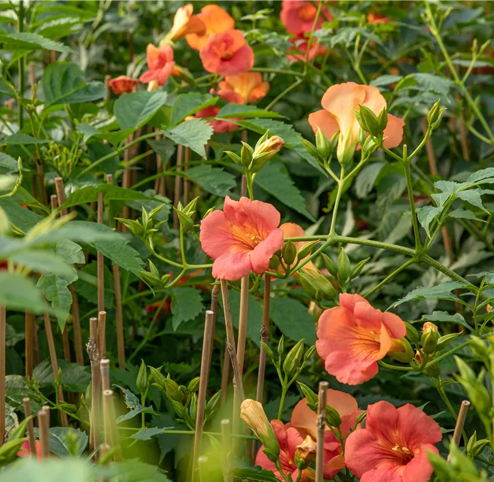 Große Kletter-Trompetenblume 'Mme Galen'