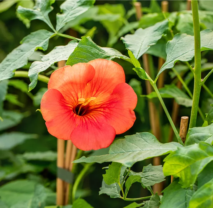 Große Kletter-Trompetenblume 'Mme Galen'
