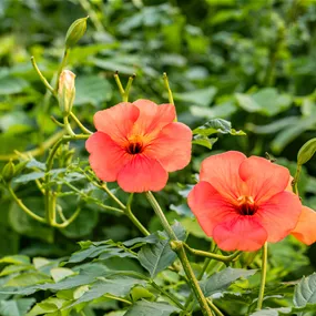 Campsis tagliabuana Mme Galen