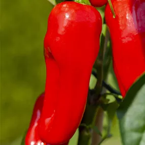 Capsicum annuum rot Campari