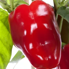 Capsicum annuum rot Bendigo