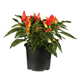 Capsicum annuum Hochbeet