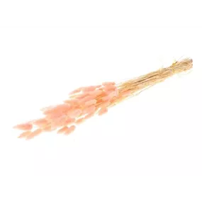 Trockenblumen Lagurus gebleicht