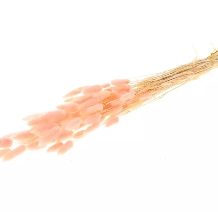 Trockenblumen Lagurus gebleicht