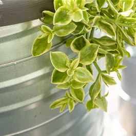 Aptenia cordifolia, 12 cm Topf
