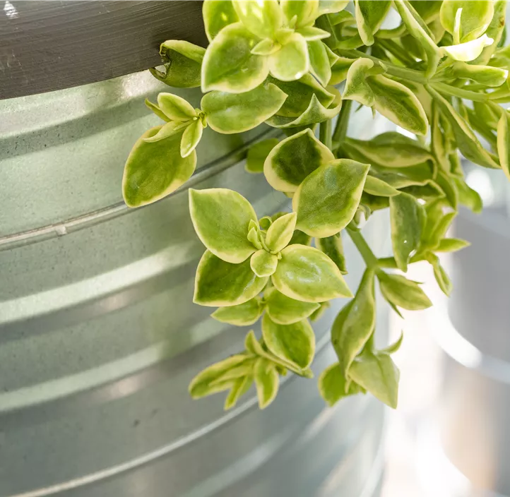 Ausdauerndes Eiskraut