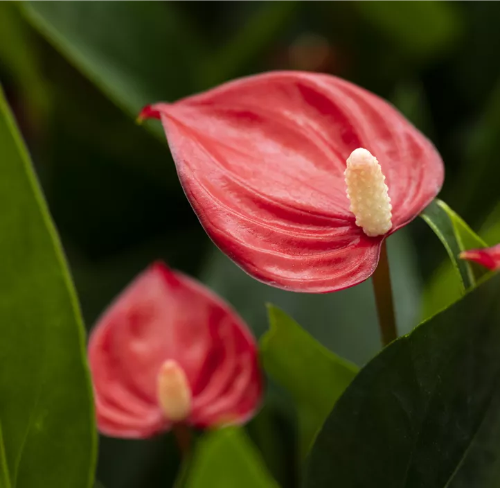 Flamingoblume 'Million Flowers Red'