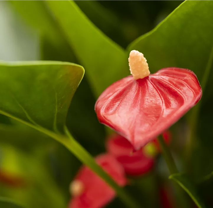 Flamingoblume 'Million Flowers Red'