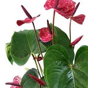 Anthurium Banderola Lava