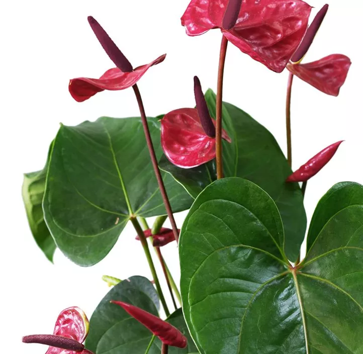 Flamingoblume 'Banderola® Lava'