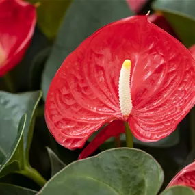 Anthurium Banderola Roja