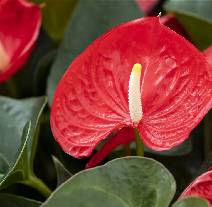 Flamingoblume 'Banderola® Roja'