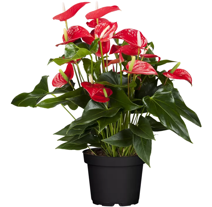 Flamingoblume 'Banderola® Roja'