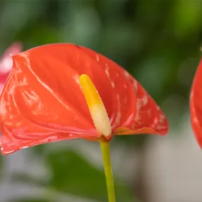 Anthurium Coral