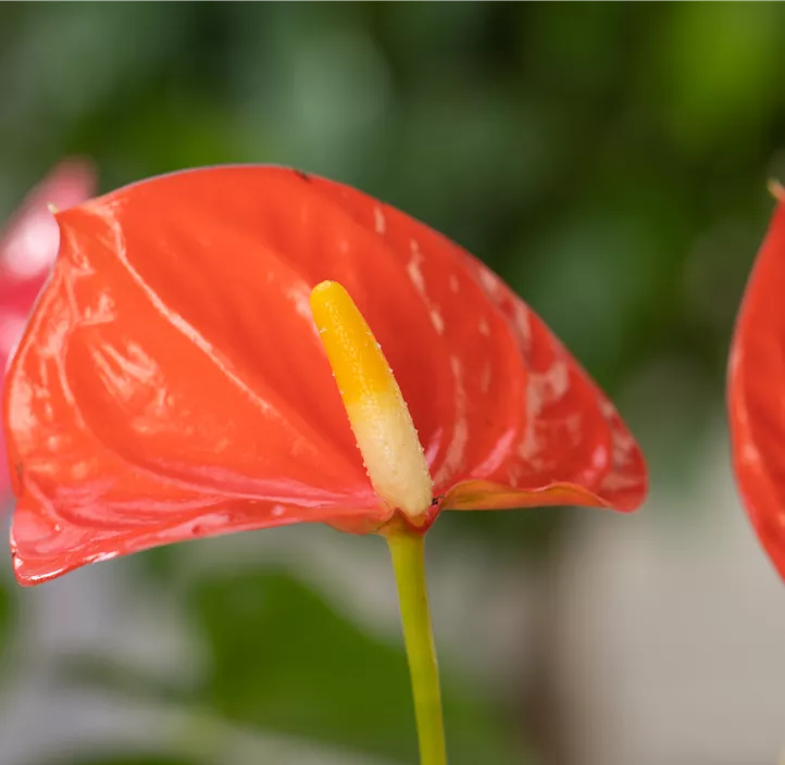 Anthurium Coral