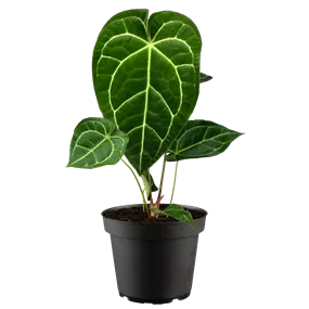 Anthurium crystallinum Karma Crystal