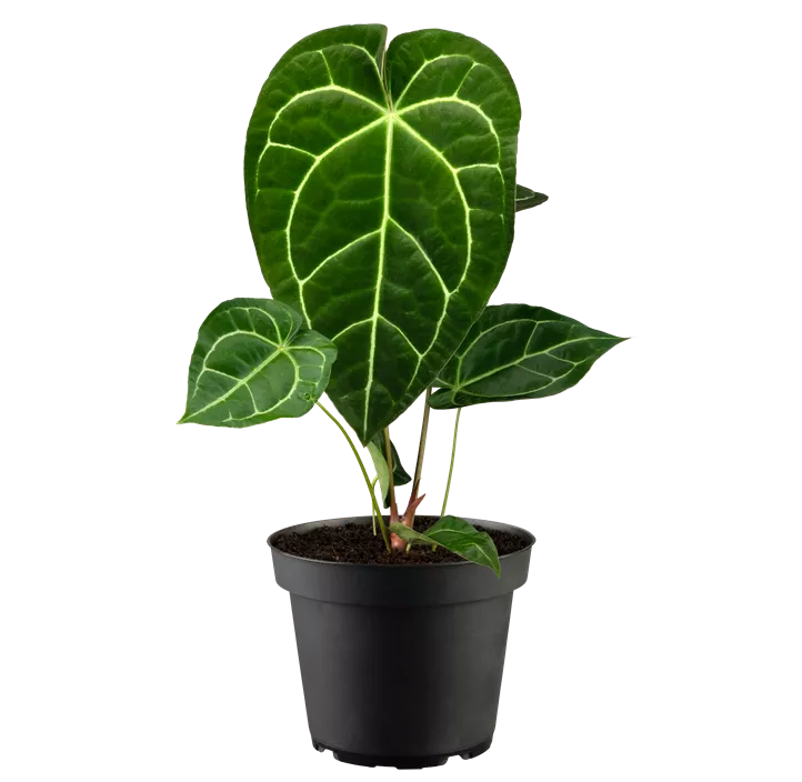 Anthurie 'Karma Crystal'