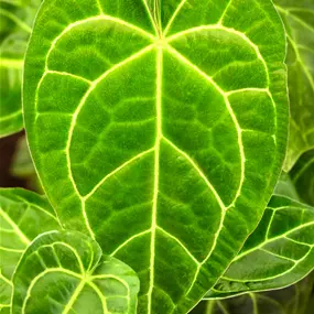 Anthurium crystallinum Karma Crystal