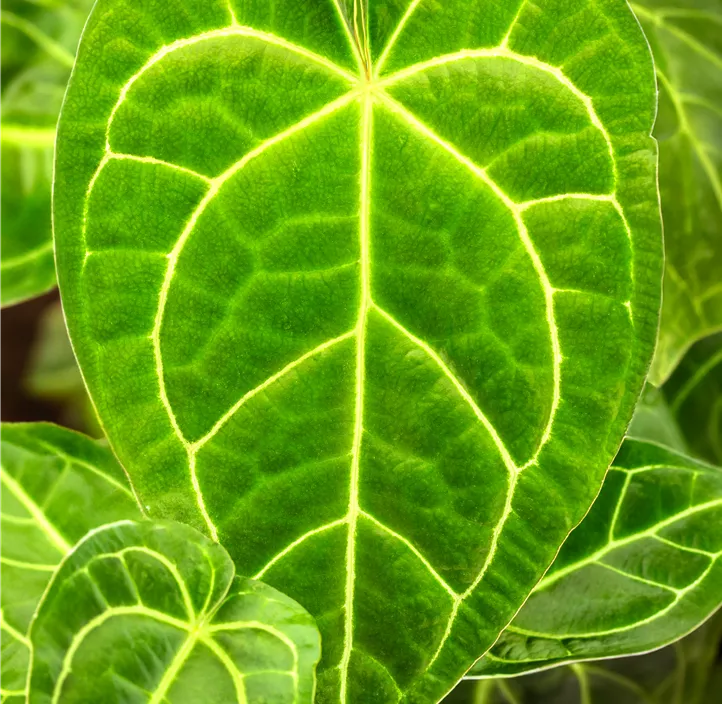 Anthurie 'Karma Crystal'