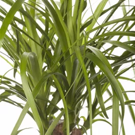 Beaucarnea beaucarnea Stamm