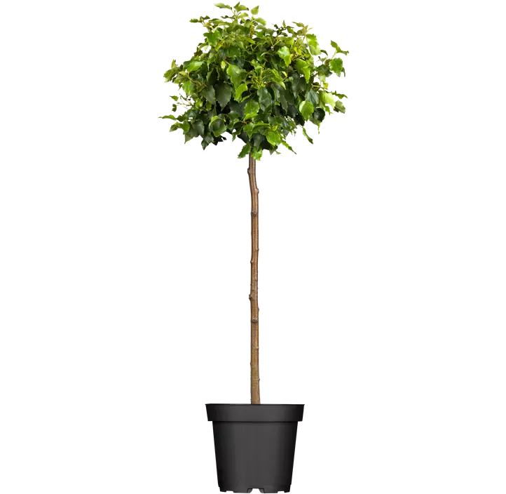 Lollypopbirke 'Magical Globe'