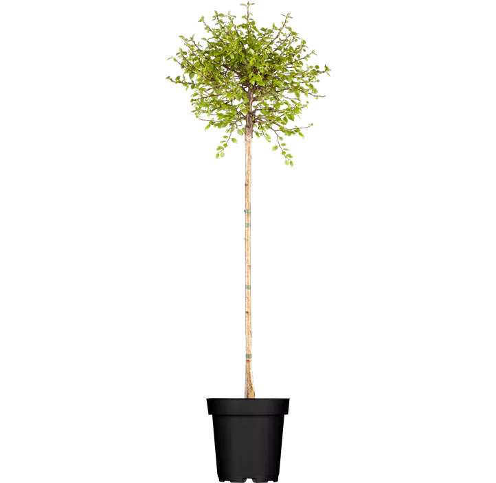 Lollypopbirke 'Magical Globe'