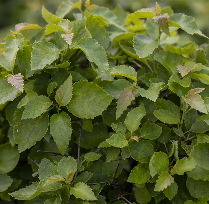 Lollypopbirke 'Magical Globe'