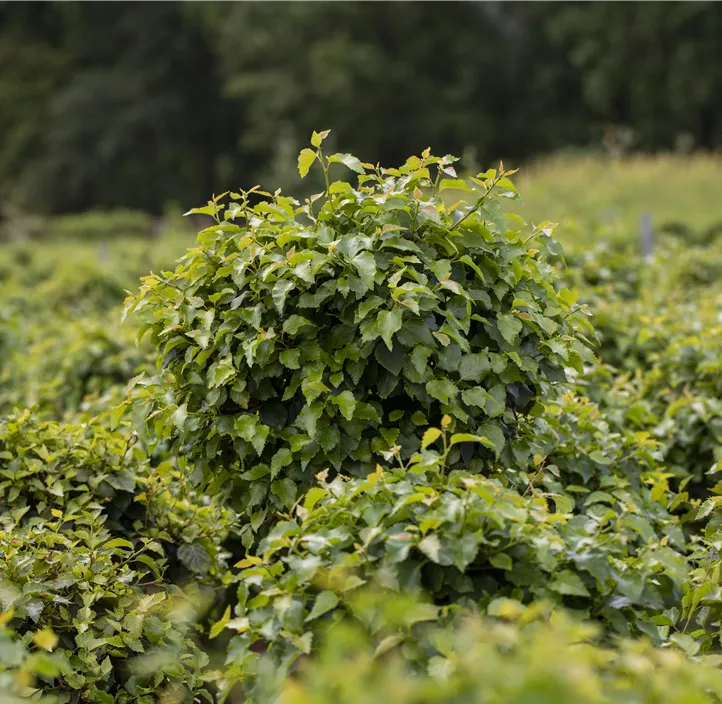 Lollypopbirke 'Magical Globe'