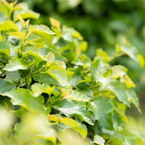 Betula pendula Magical Globe, 180 cm Stamm