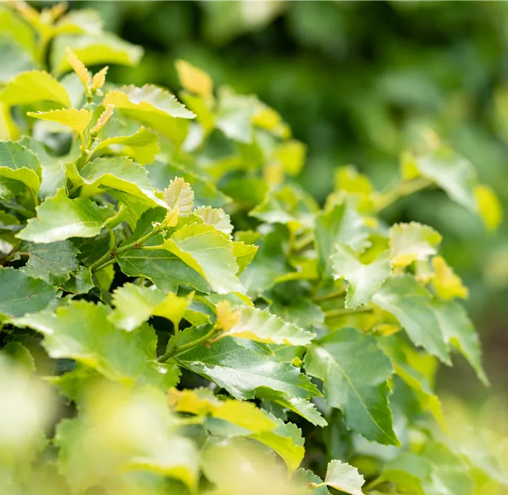 Lollypopbirke 'Magical Globe'